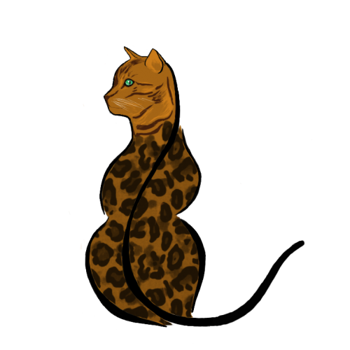 Kattmedsvans transparent