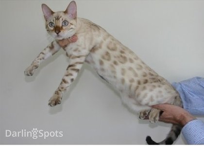 Darlingspots