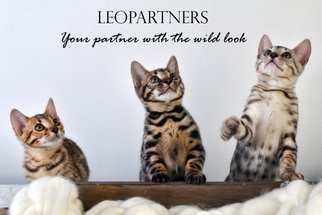 Leopartners Kort 1