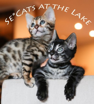 Se Cats At The Lake 1