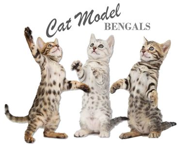 Catmodel