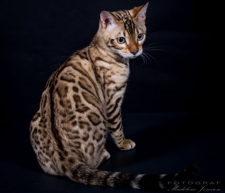 Uppfodare Dazliousbengaler