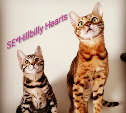 Hillabilly