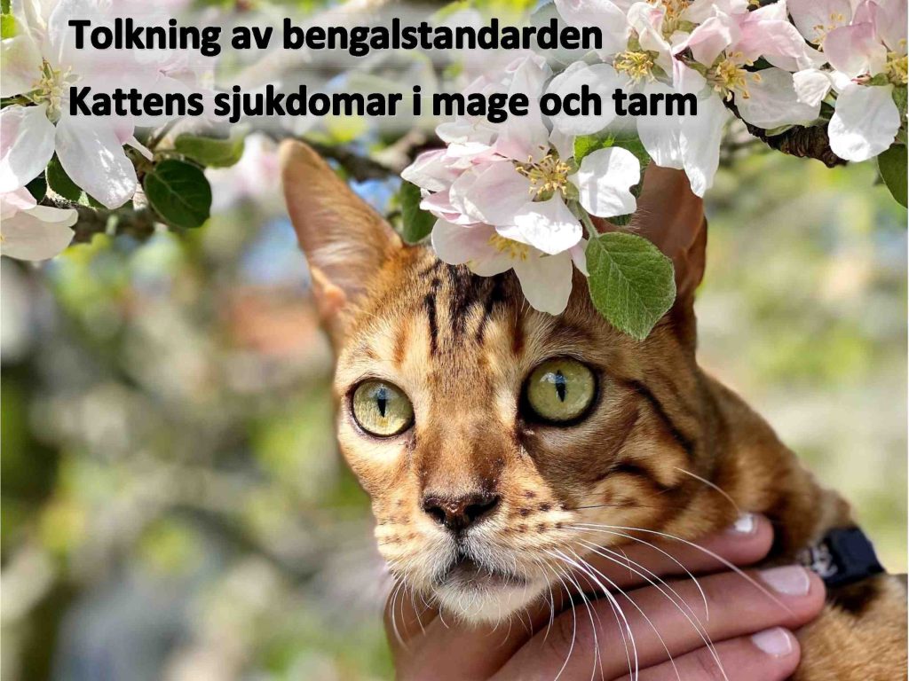 Bengalbladet 2022 2 Extrahera Sidan 1 Låg Cr43